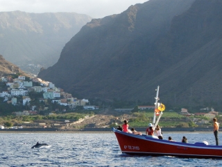 El delfin se acerca a la costa